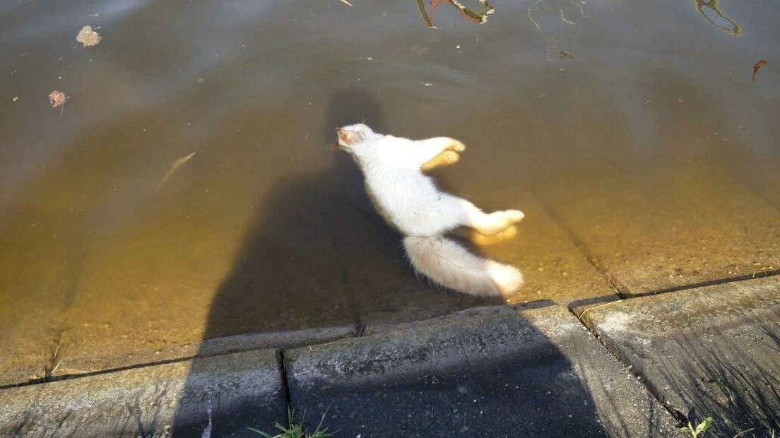 Eigenaar verdronken kat: Dit moet een vreselijke dood zijn geweest