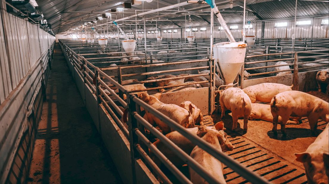 Komst megavarkensstal in Saasveld lijkt kansloos