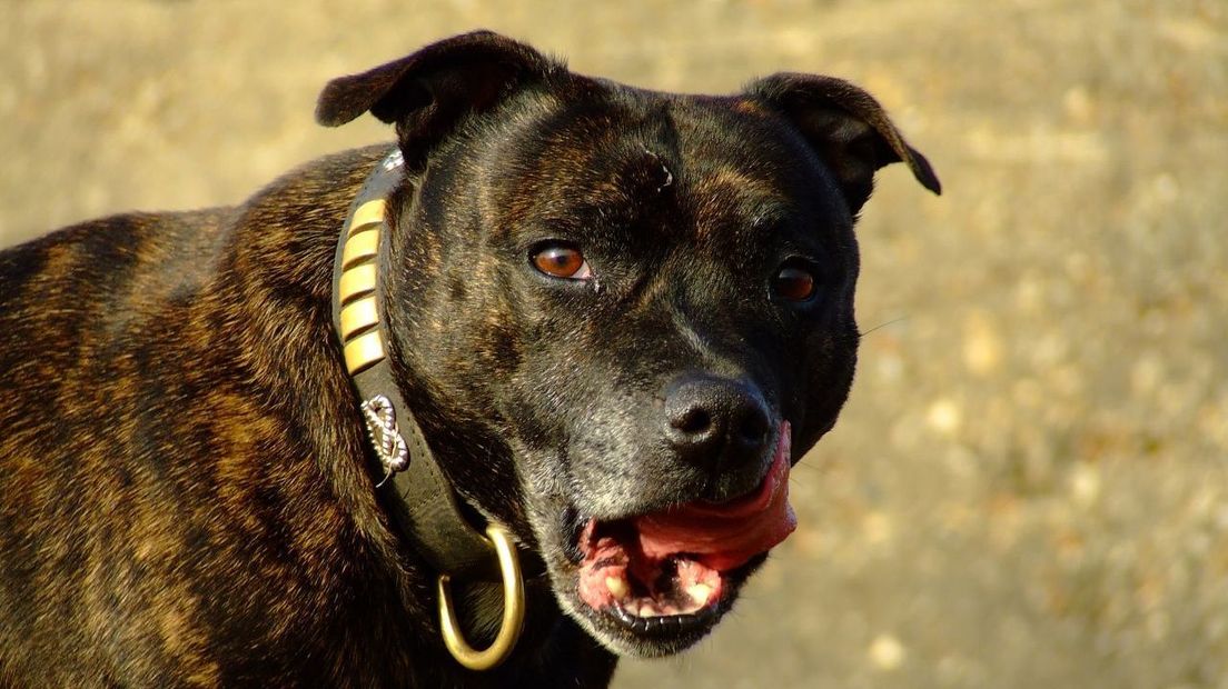 Honden met pepperspray bespoten bij inbeslagname