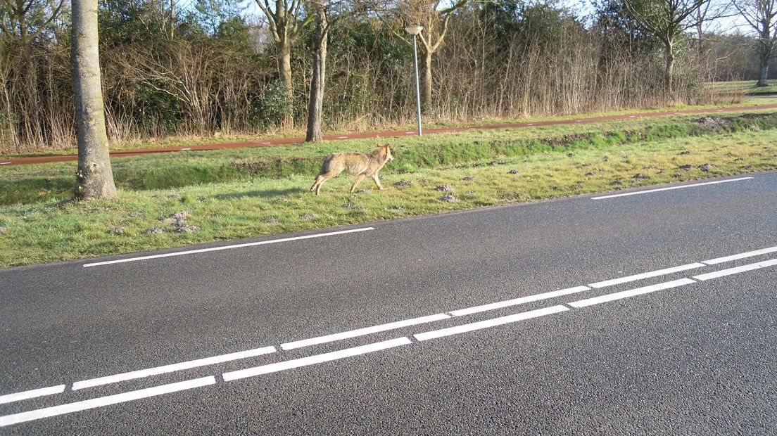 'Wolf is zo mak als een lammetje' - RTV Noord