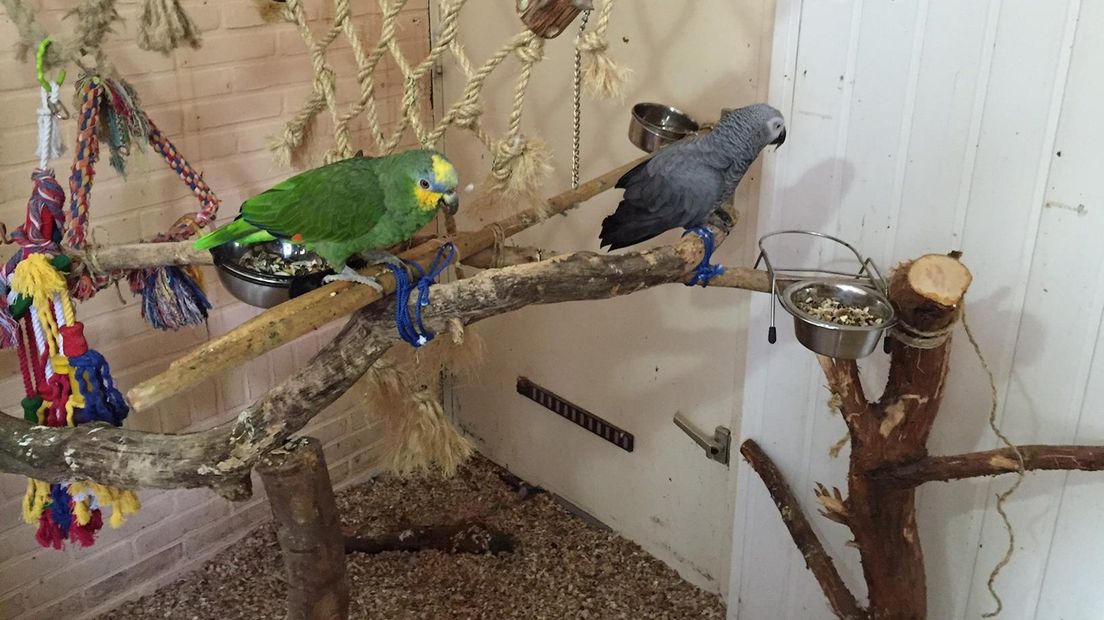 Papegaaienopvang Enschede zoekt nieuw onderkomen