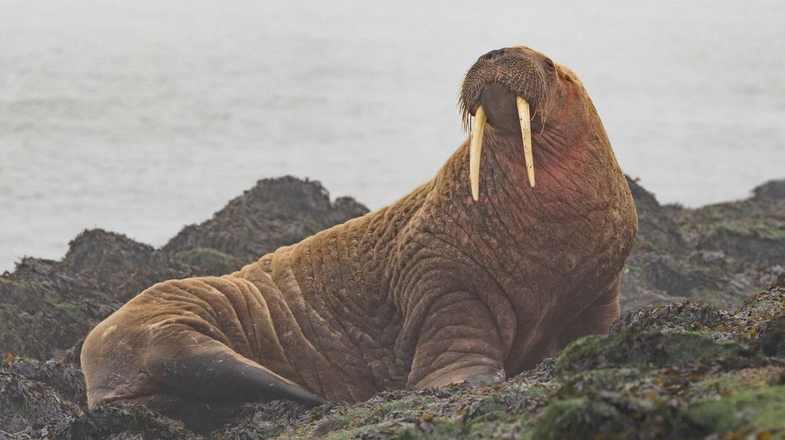 De walrus op Neeltje Jans