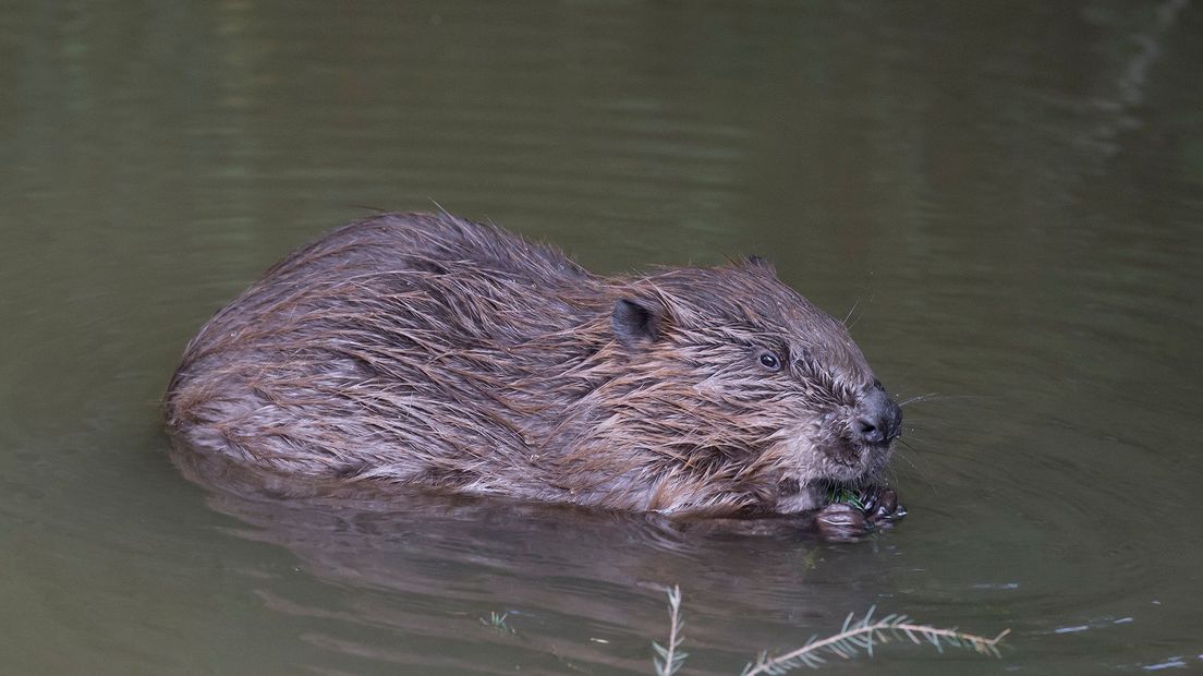 Bever