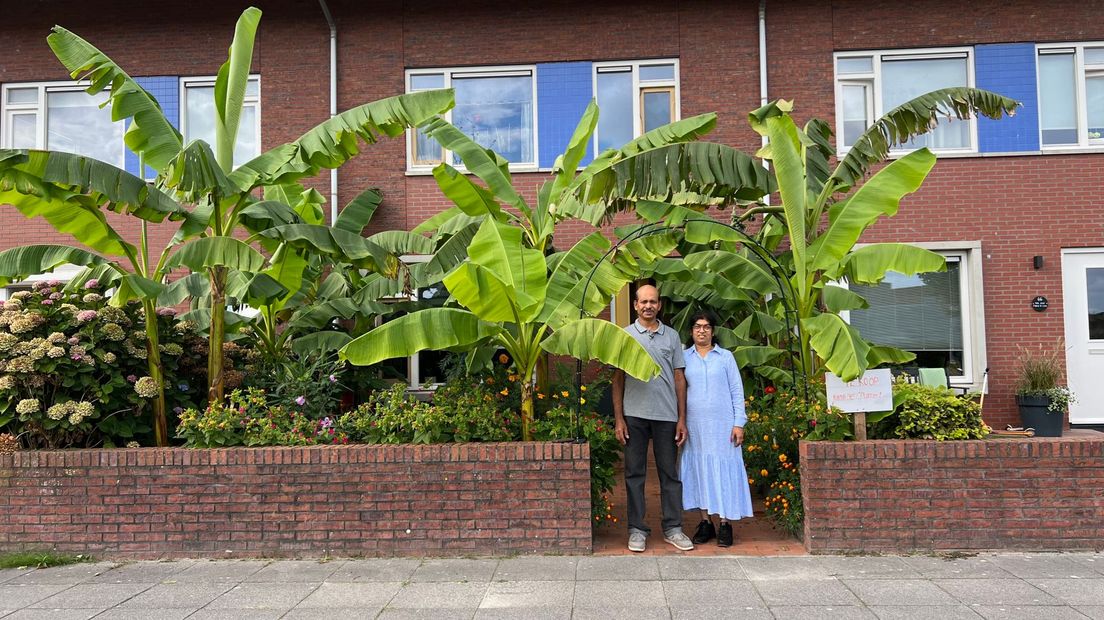 Bananenplanten sieren de tuin van Nagulan en Viji: 'Beetje Sri Lanka hier' - Vimarsana News
