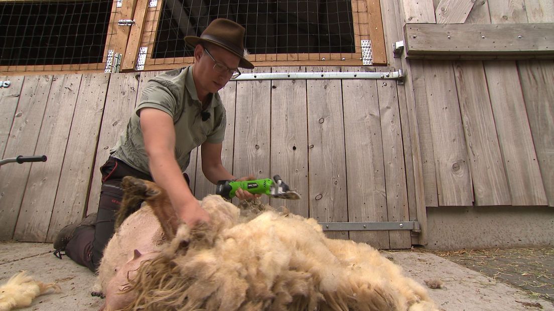 Michiel Poelenije scheert een schaap, maar blijft zitten met de wol