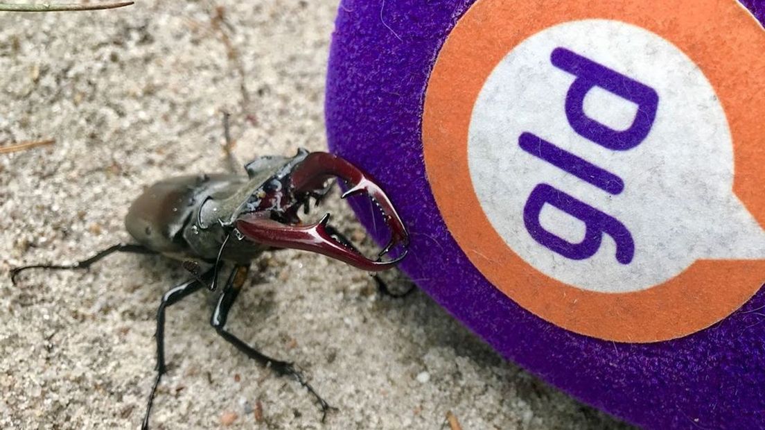 Vliegend hert onderzoekt een microfoon.