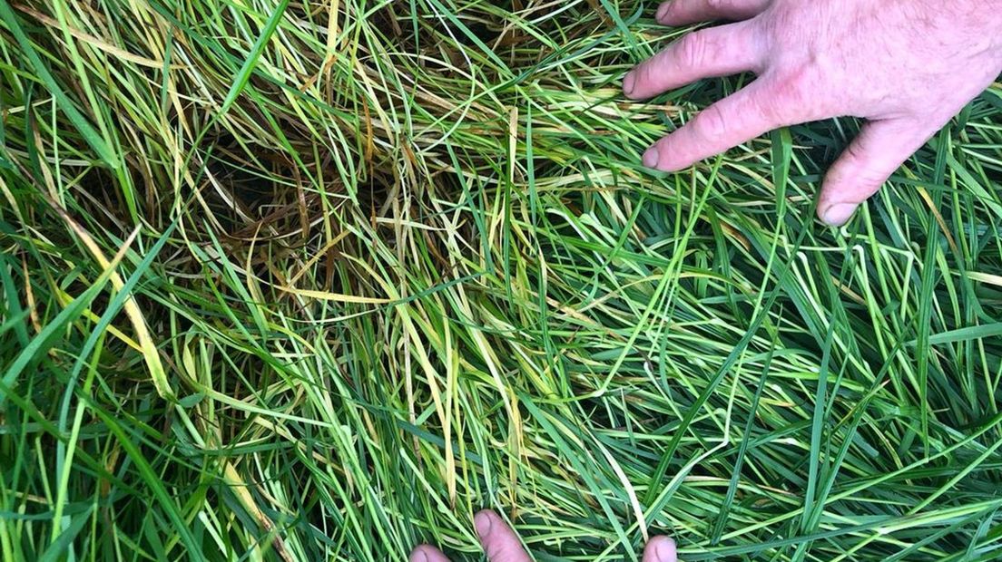 De staat van het gras.