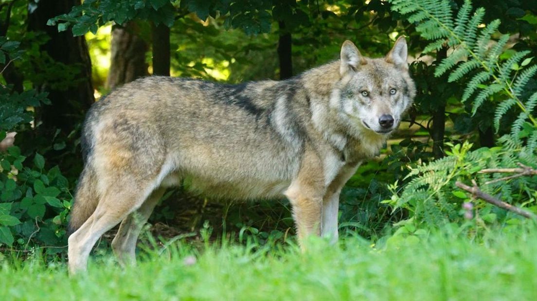 Een wolf.