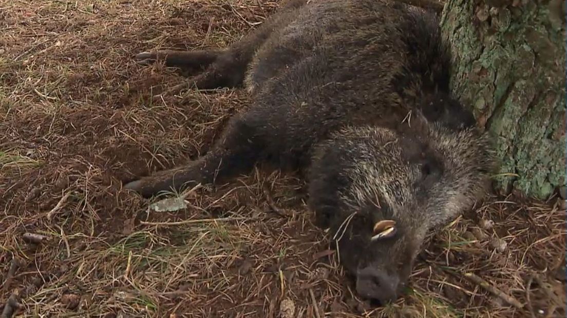 Een van de dode zwijnen op de Veluwe.