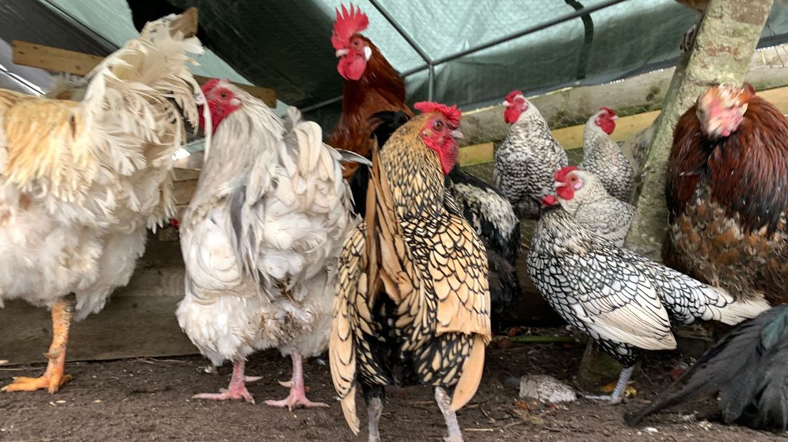 Baasjes gezocht voor deze haantjes