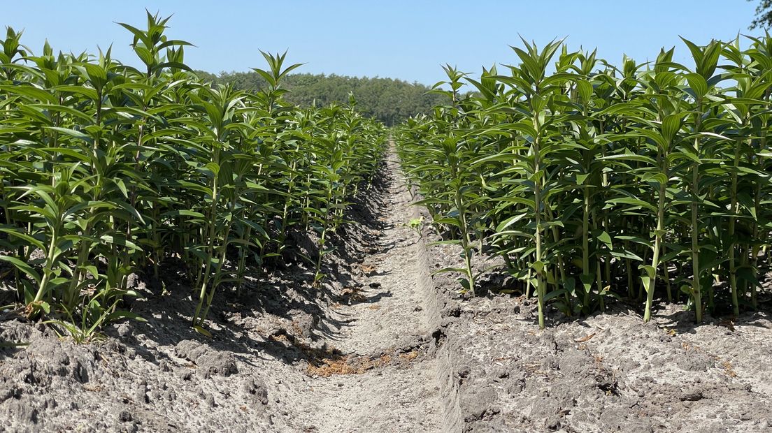 Residents Win Court Battle Against Lily Farmer’s Use of Pesticides in Boterveen