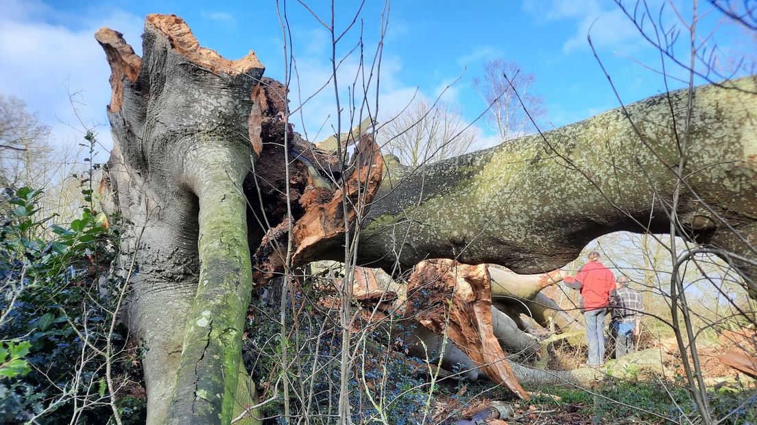 Huge monumental beech of 270 years old against the plain