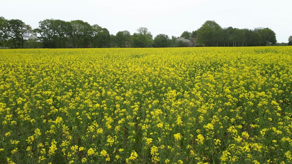 Is dat koolzaad of raapzaad in de berm, en hoe komt het daar? RTV Drenthe