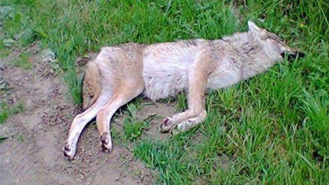 De dode wolf