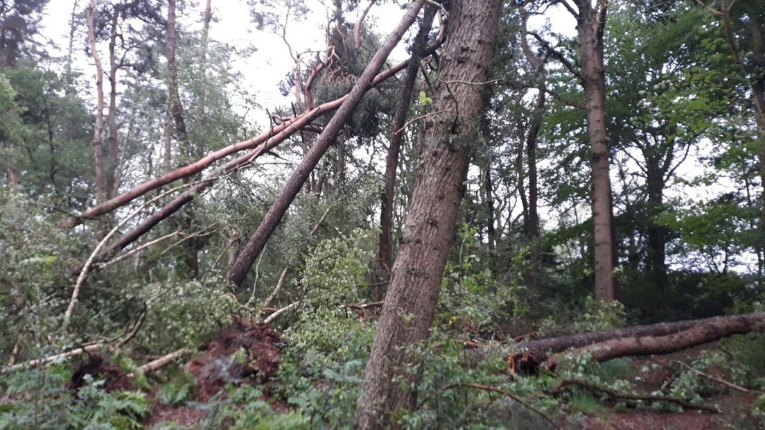 Veel Bomen Omgewaaid In Mensingebos - RTV Drenthe