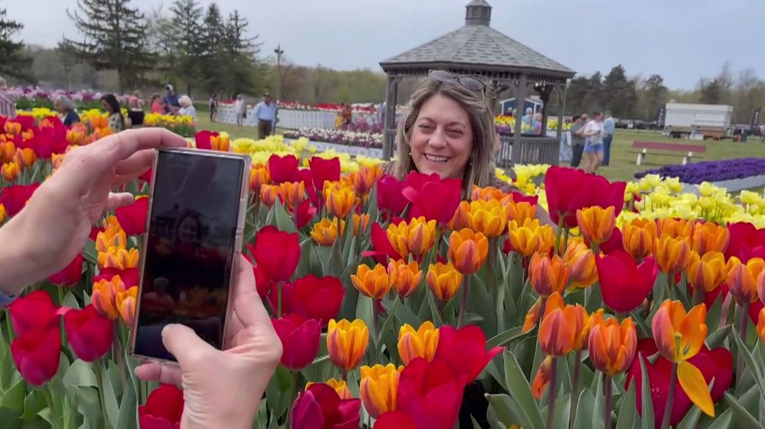 De tulpen van Ibo Gülsen zijn razend populair