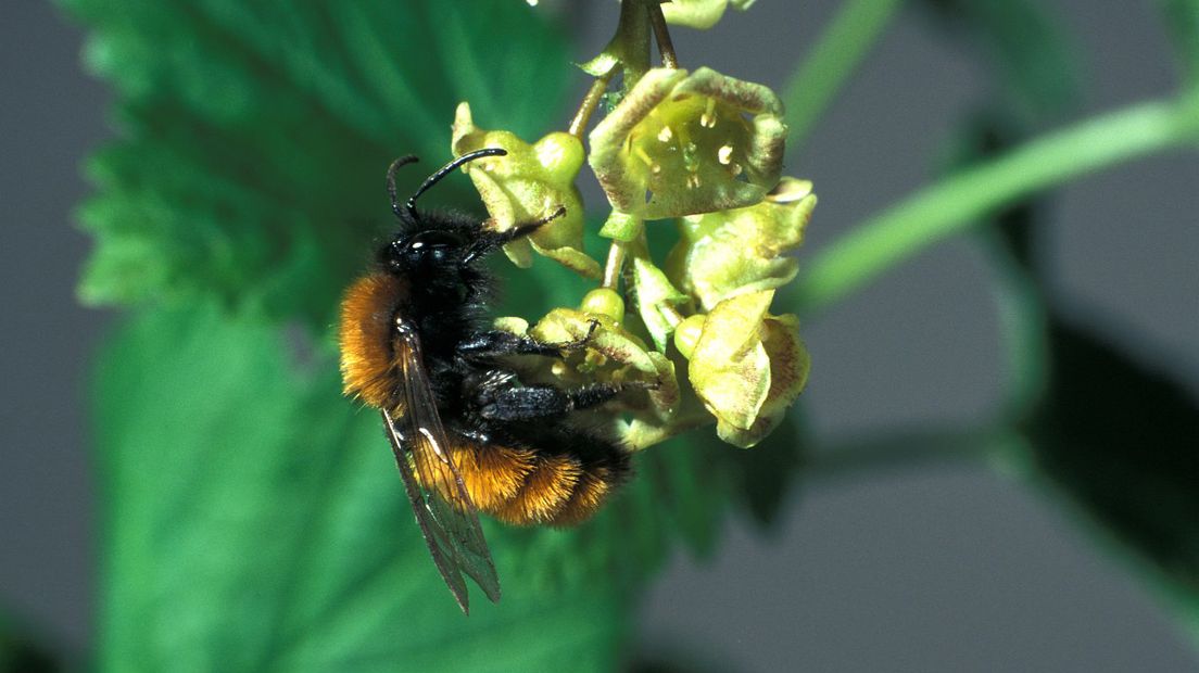 Neonicotinoìden zijn schadelijk voor bijen (Rechten: Free Nature Images/Frits Bink)