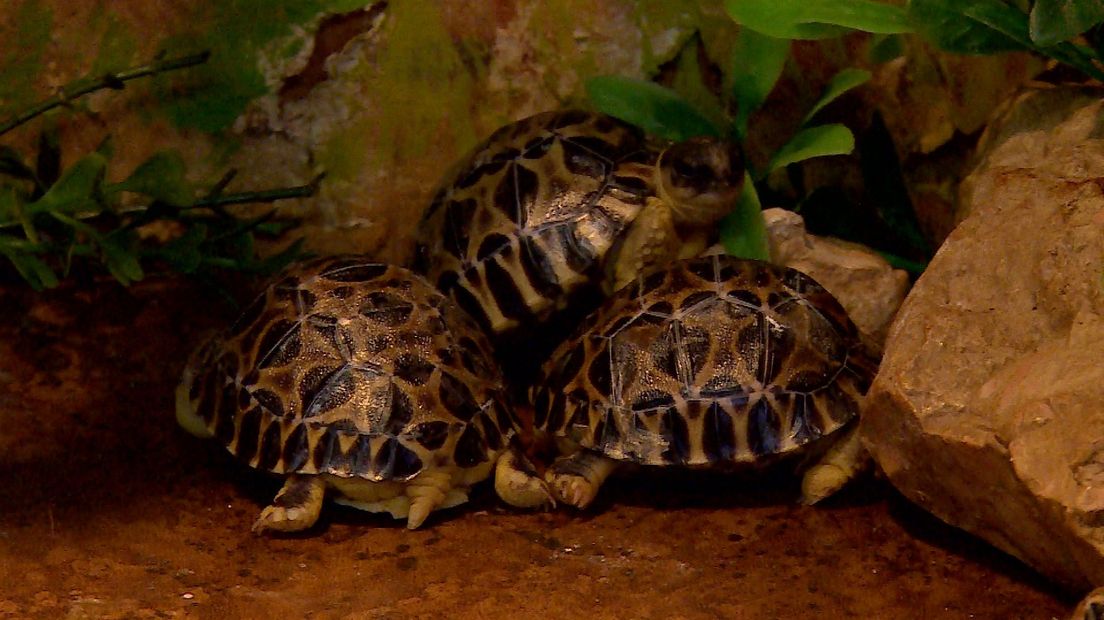 De pasgeboren stralenschildpadjes.