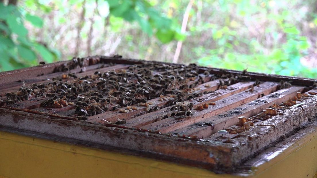 Vandalen trekken bijenvolken omver in Hurdegaryp: 