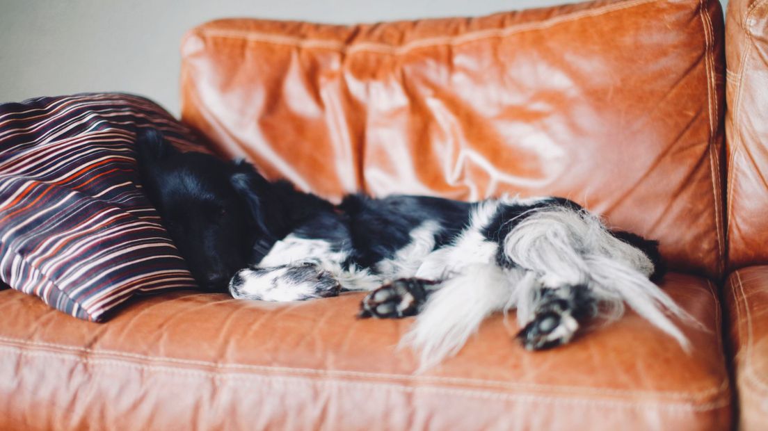Hond