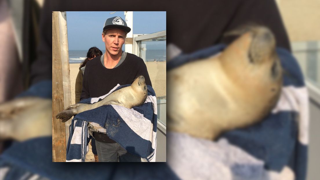 Personeel van Strandpaviljoen Zuid vond de gewonde zeehond