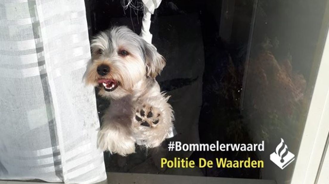 De hond zat met zijn achterpoten in een gordijn vast.
