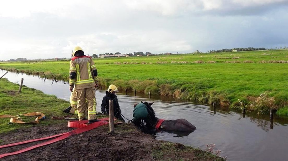 Brandweer redt paard uit sloot Scharendijke