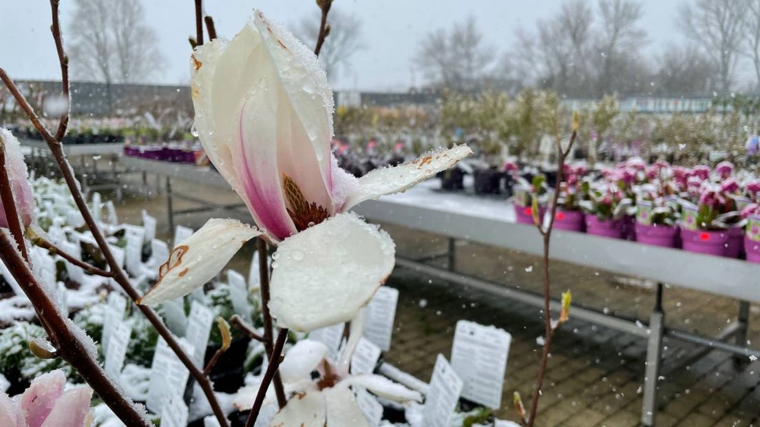 Sneeuw op bloemen en planten