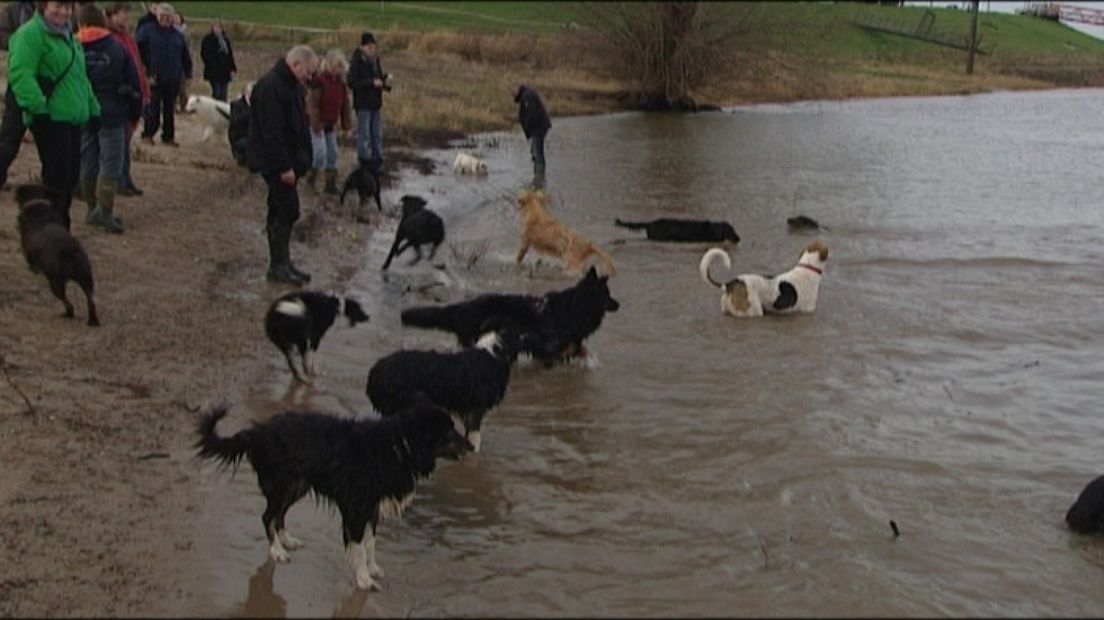 Zo'n 25 honden hebben zaterdag in Millingen aan de Rijn een nieuwjaarsduik genomen.
