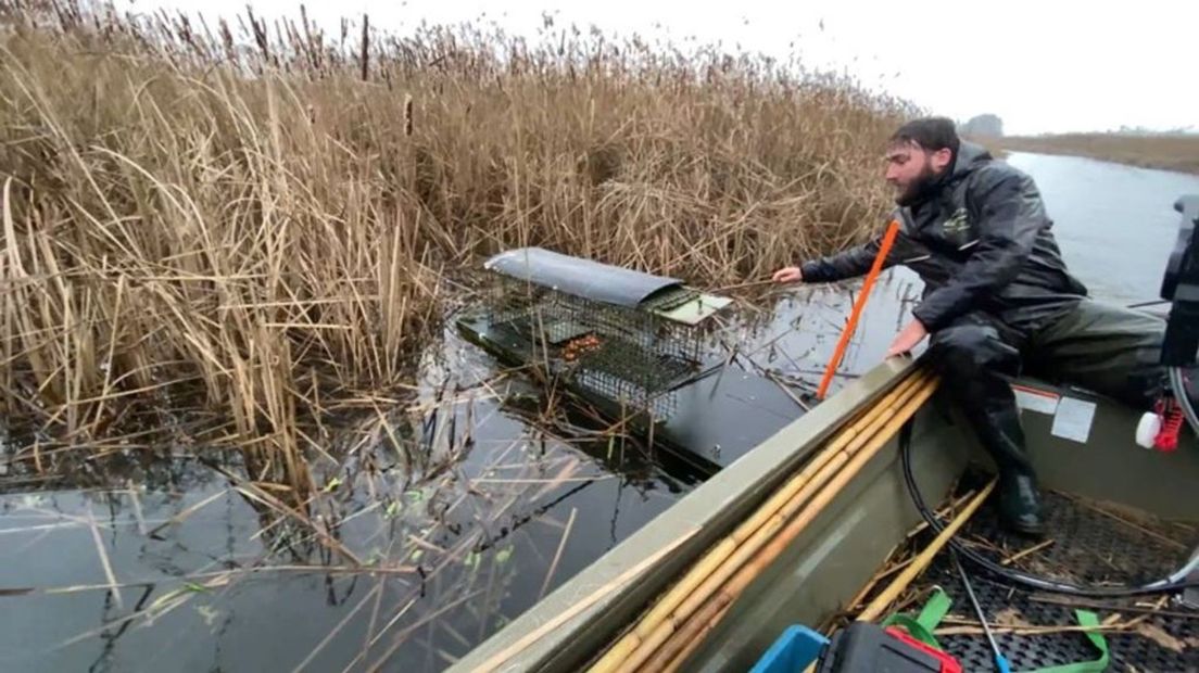 Muskusrattenbestrijder in actie.