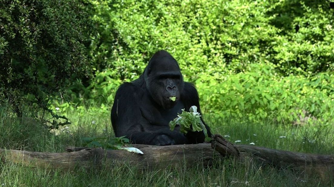 Apenheul viert 50ste verjaardag: 'De apen zijn een soort van familie ...