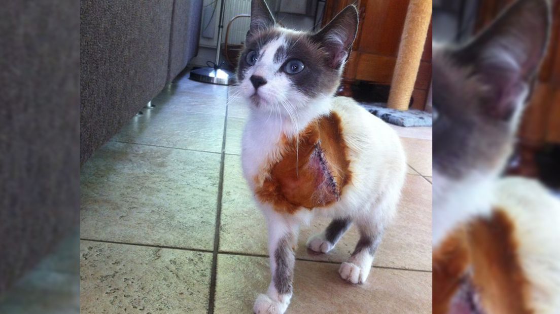 Ondanks haar geamputeerde voorpootje gaat het goed met kat Juna.Ondanks haar geamputeerde voorpootje gaat het goed met kat Juna. Het beestje werd maandag gevonden langs het spoor bij Gouda.