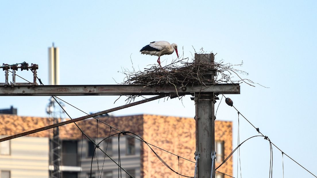 Een ooievaarsnest boven het spoor