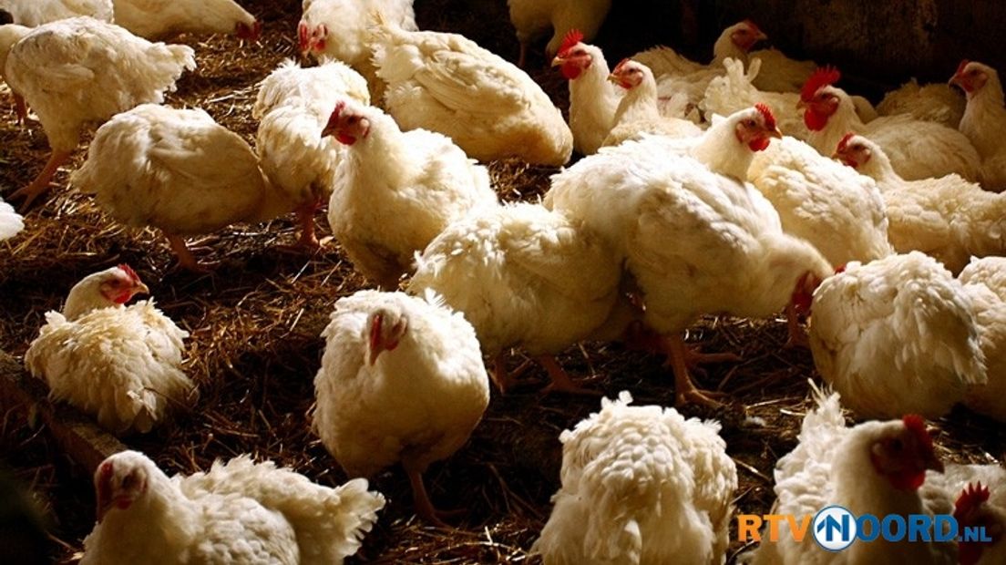 Duitsland wil bij de grens een mega-kippenboerderij bouwen