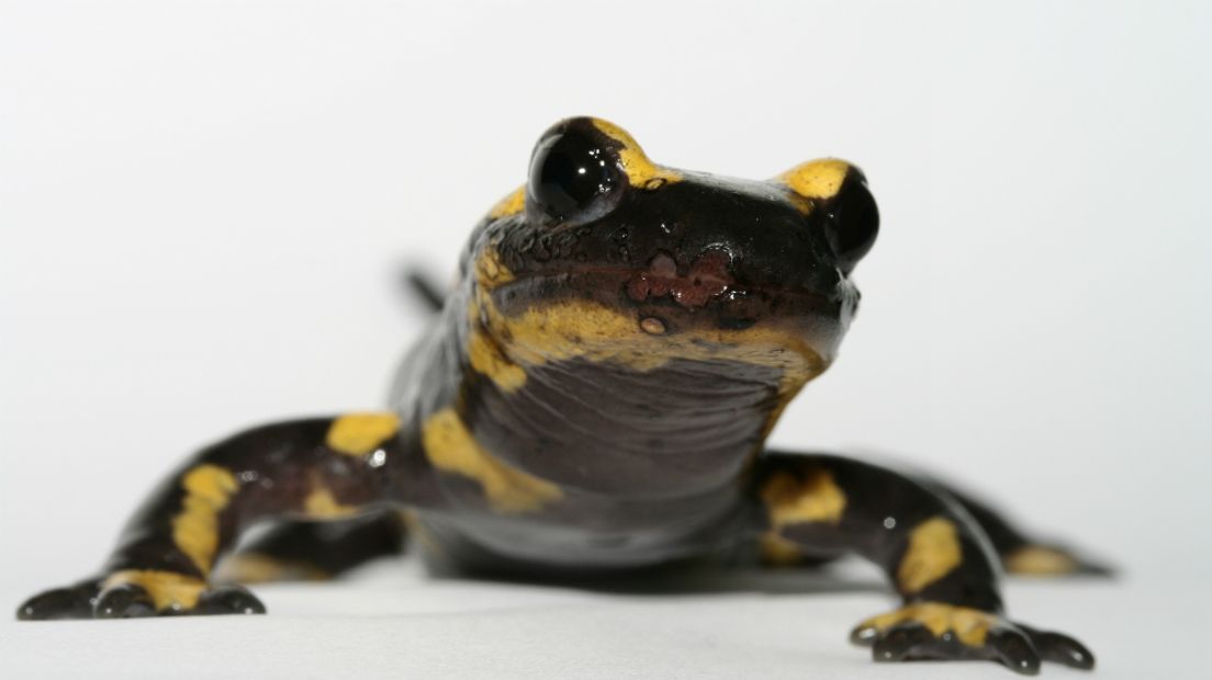 In Berg en Dal zijn salamanders gevonden die zijn besmet met een dodelijke schimmel. 99 procent van de salamanders die geïnfecteerd raakt met de schimmel overlijdt.