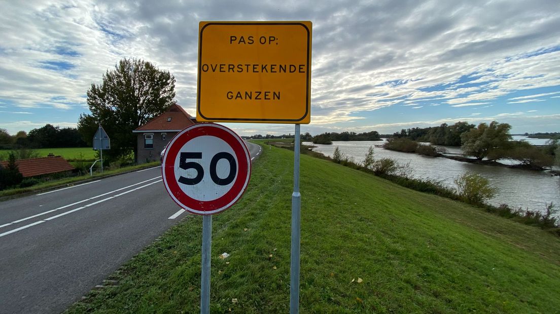 Automobilisten worden gewaarschuwd voor de ganzen