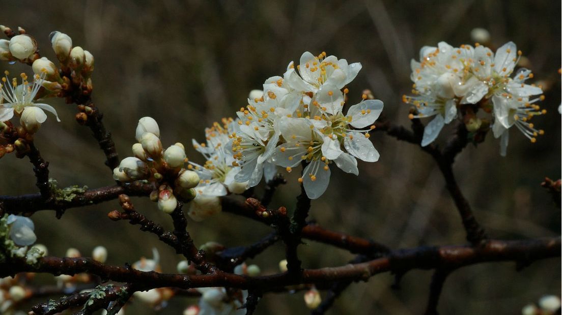 In het vroege voorjaar bloeit de sleedoorn (Rechten: Freenatureimages/Willem van Kruijsbergen)