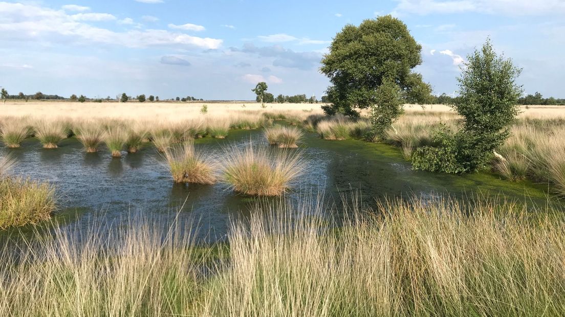 Natuurvisie 2040: Megaopdracht om natuur en biodiversiteit te behouden - RTV Drenthe