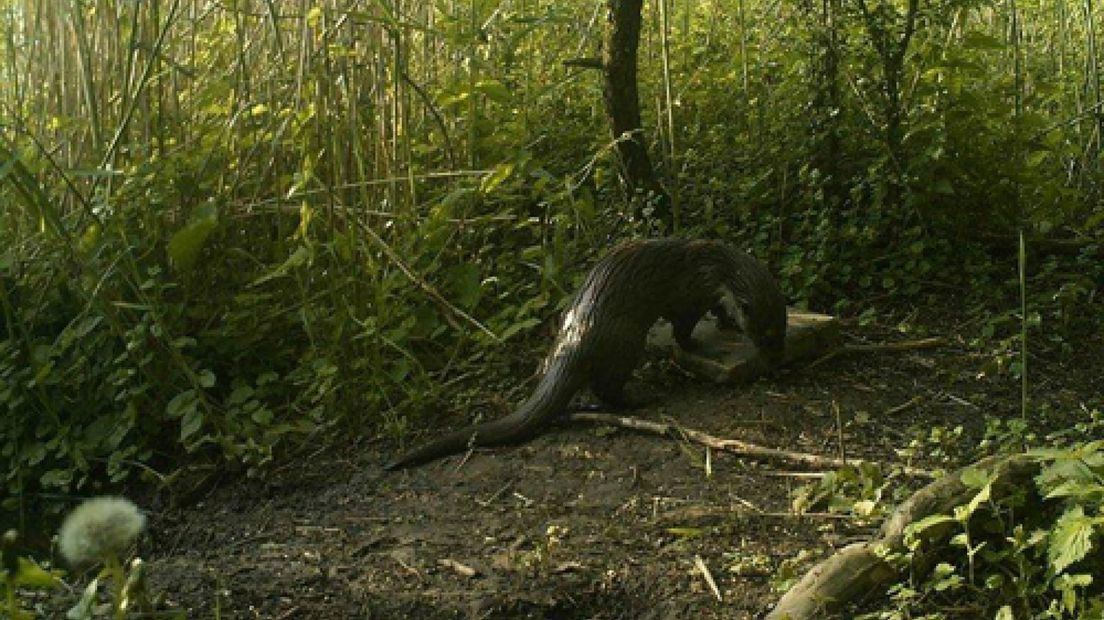 UBBERGEN - Het gaat slecht met de otter in Nederland.