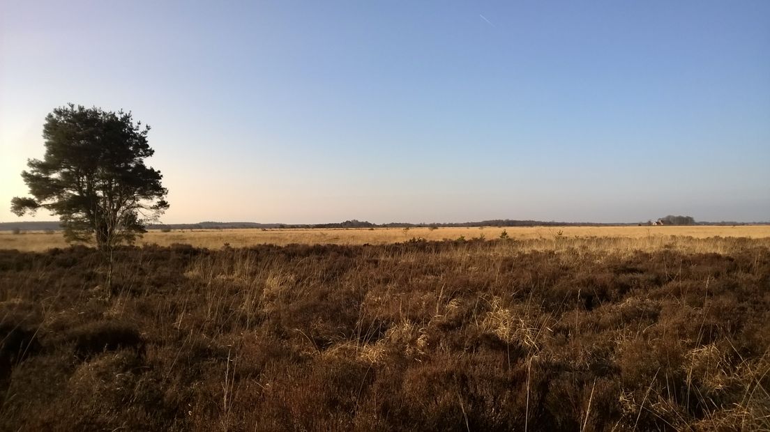Het Fochteloërveen is een van de laatste stukken levend hoogveen (Rechten: RTV Drenthe/Frits Emmelkamp)