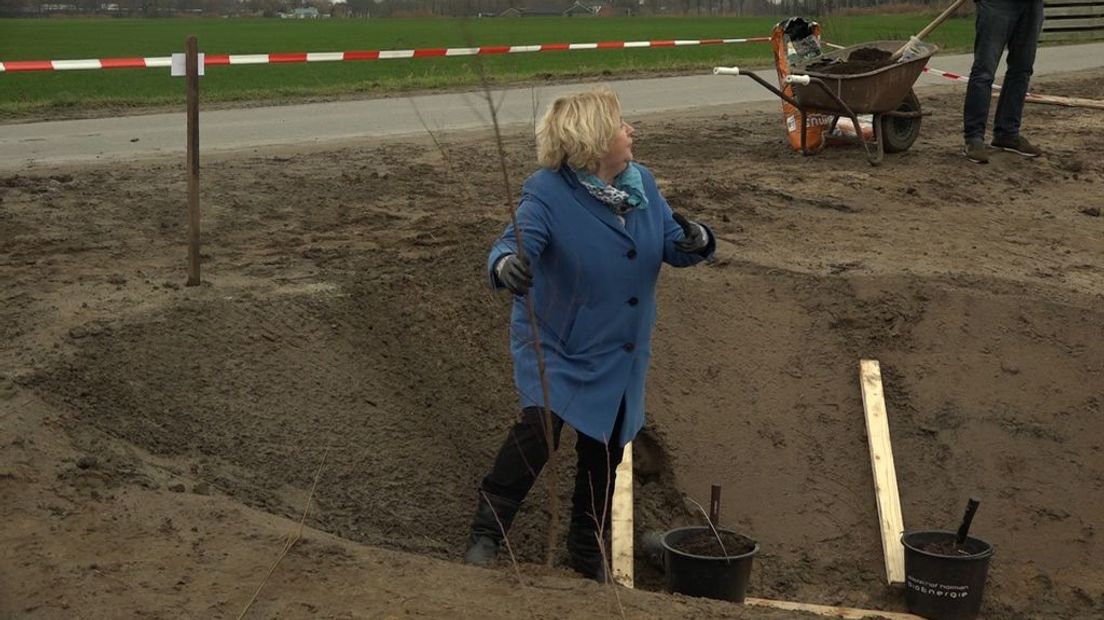 Wethouder Anjo Bosman plant de eerste boom.