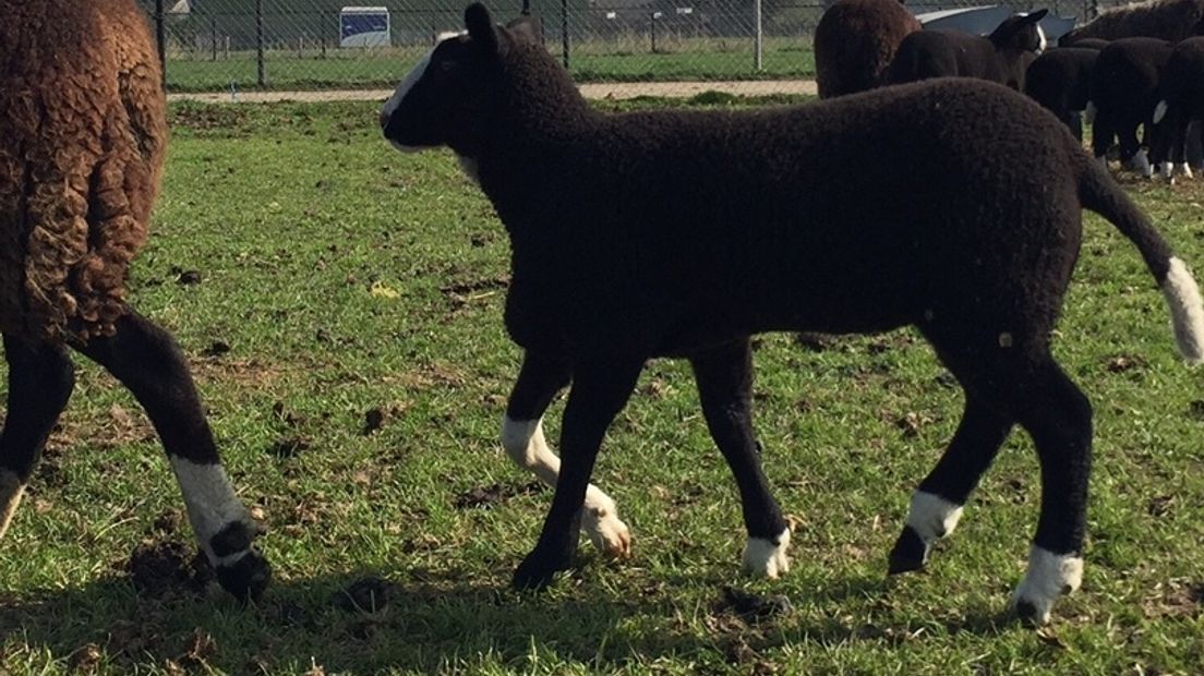 Schaap met vijf poten geboren op bijzondere dag (video)