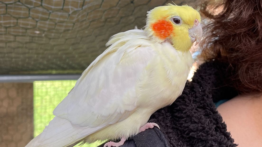 Weggewaaide parkiet uit Veendam twaalf kilometer verderop teruggevonden