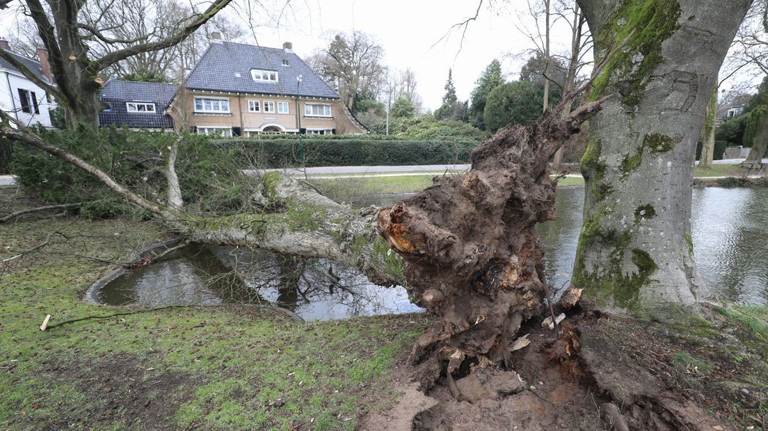 In Baarn viel er een boom over de Wilhelminavijver