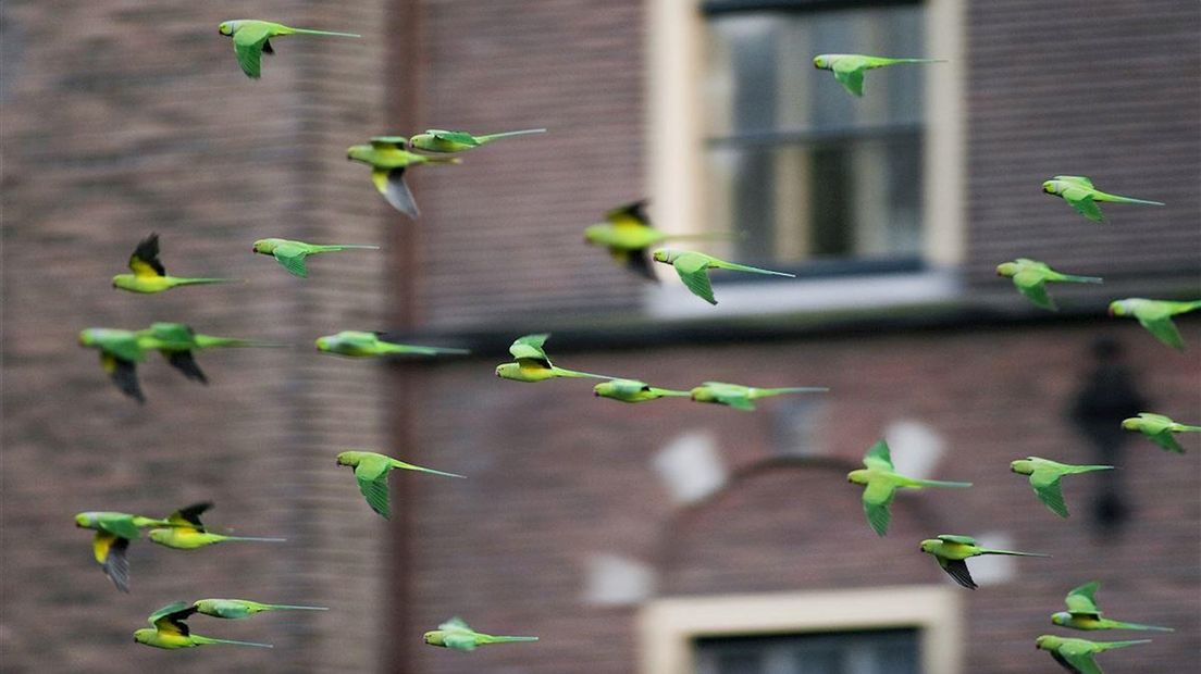 De halsbandparkiet rukt op naar Overijssel