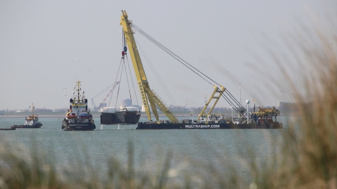 Cardium Westerschelde