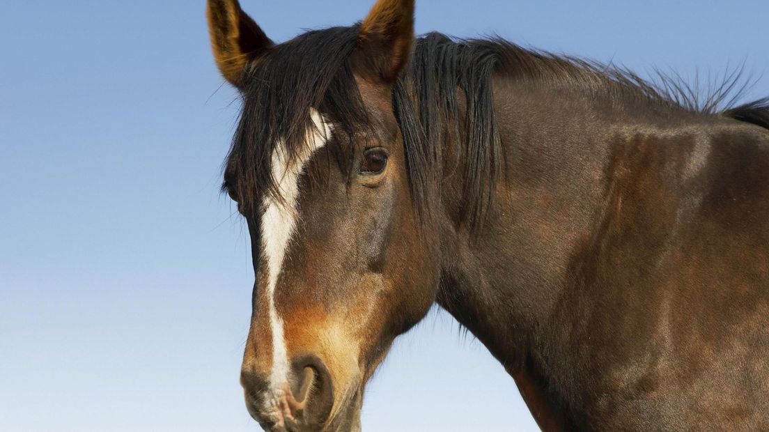 Een paard in Nijverdal is overleden
