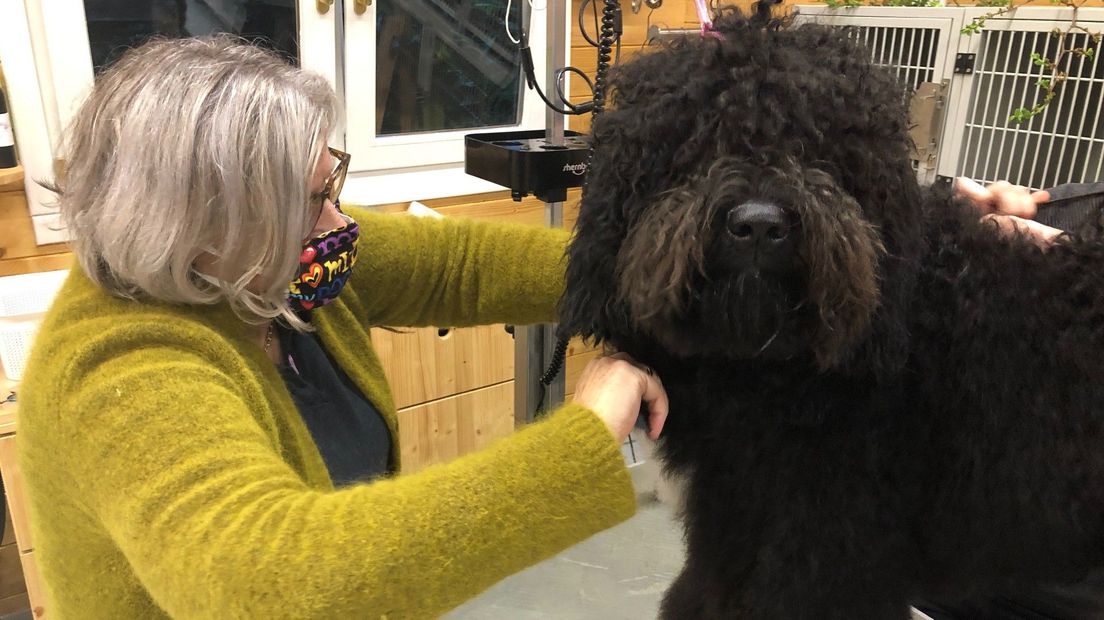 Barbet hond Marly krijgt een behandeling