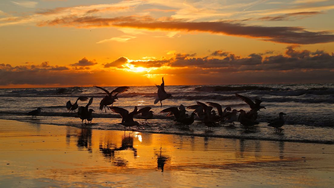 Meeuwen op het strand bij ondergaande zon