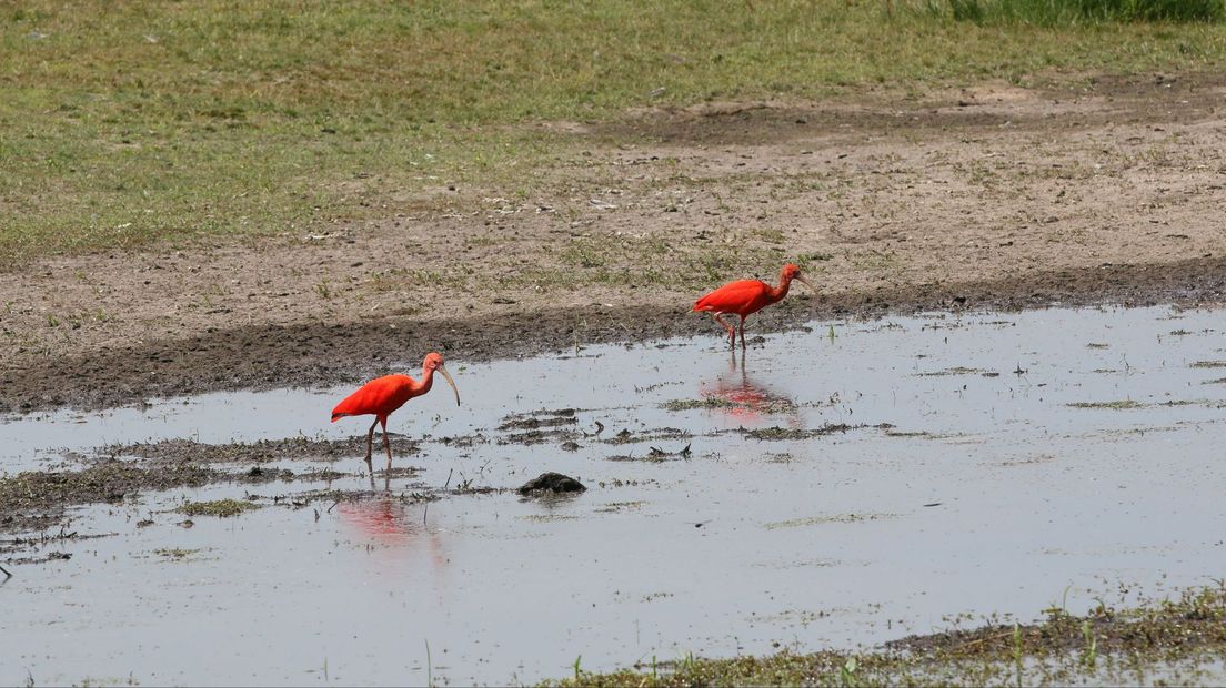 Rode Ibissen op de Zunasche Heide.